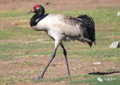 熊猫还是中国一级保护动物吗,秦金丝猴是国家一级保护动物