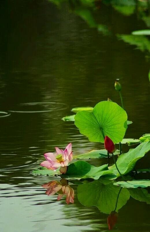 iphone高清壁纸4k全屏唯美,100张各种高清精美手机壁纸欣赏