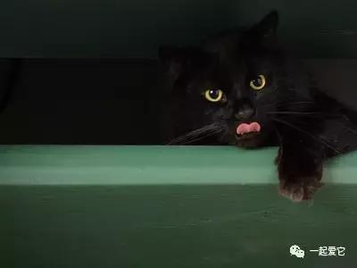 本土猫有哪几种,中国本土猫品种有哪些