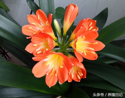 君子兰不在正中开花却在旁边开花,君子兰开花以后是不是年年开花