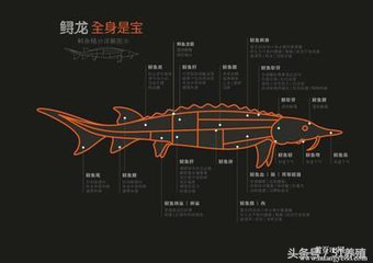 鲟鱼对养殖水指标要求,观赏鲟鱼养殖水温条件