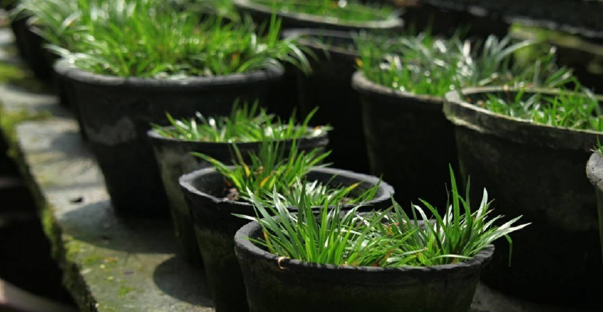 金钱菖蒲什么香味,从化金钱菖蒲