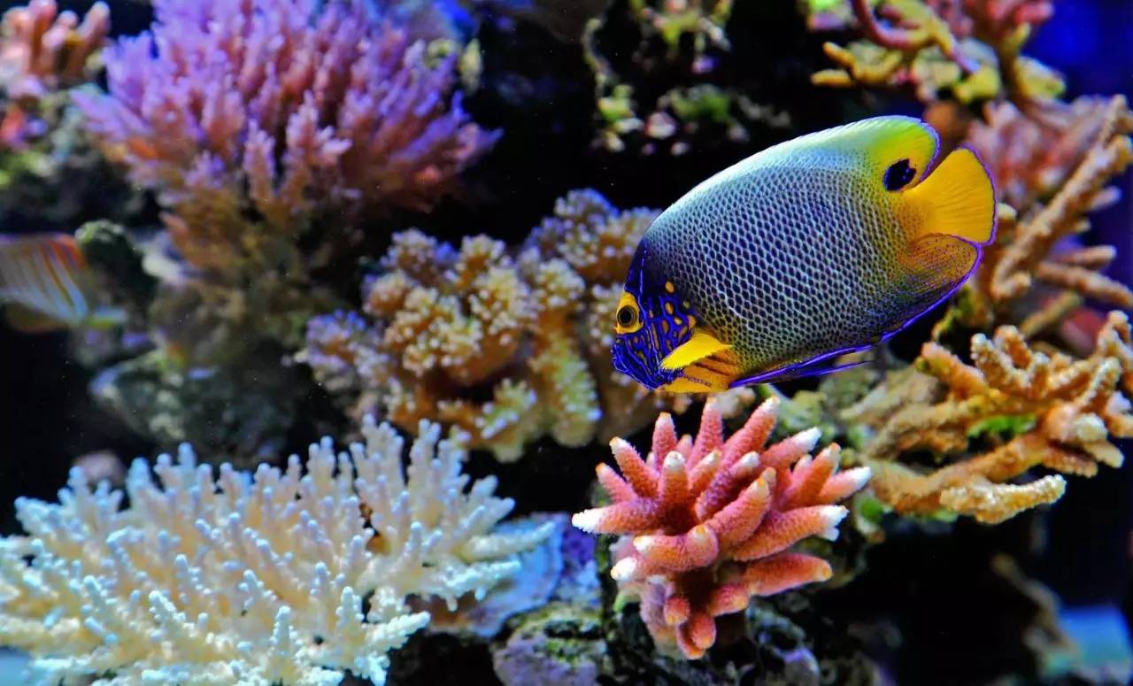 阳春三月，小萌高管们受邀齐飞诗巴丹参加“马布海洋日”~