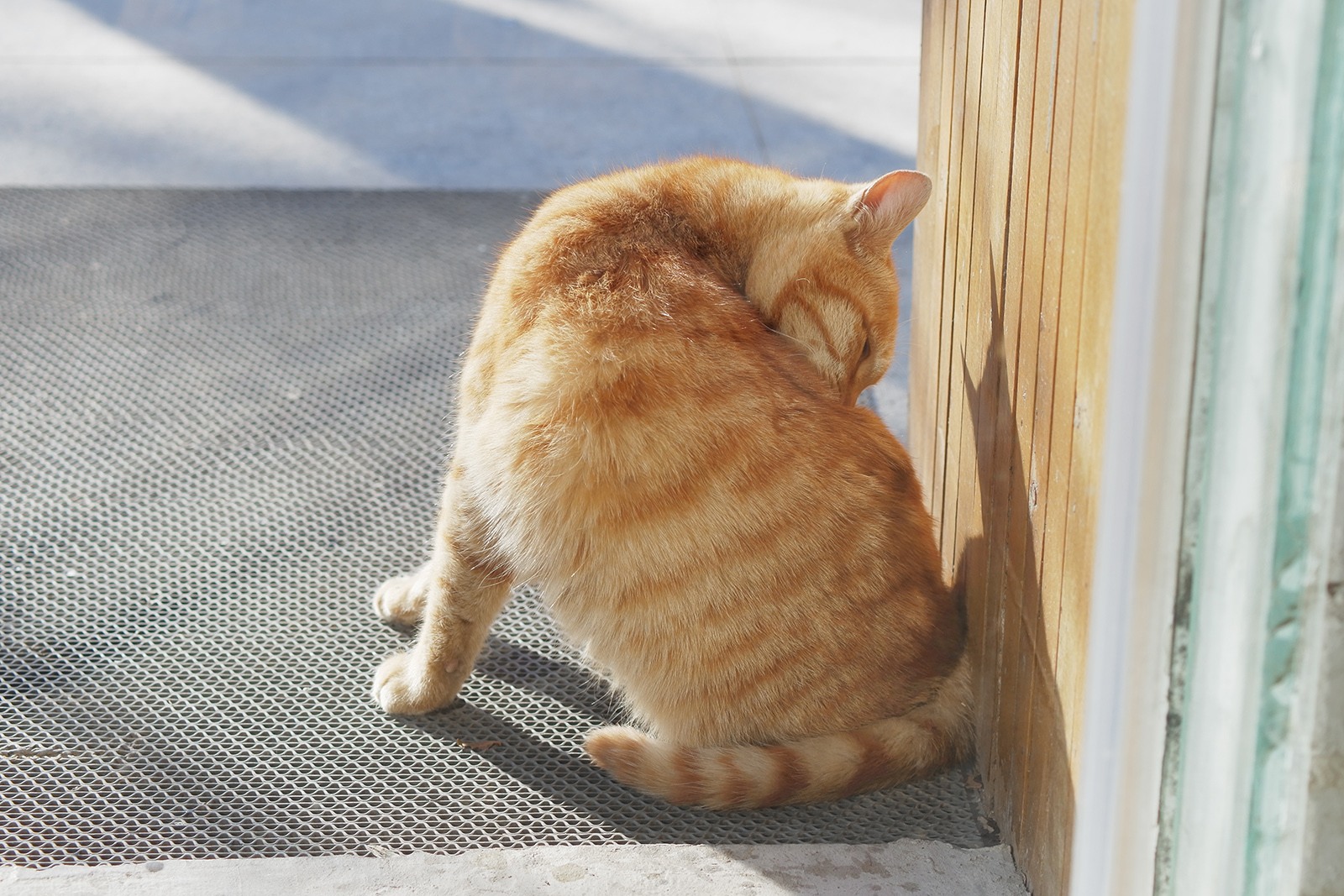 M4/3微单系统中，最适合摄影旅行的三款便携相机