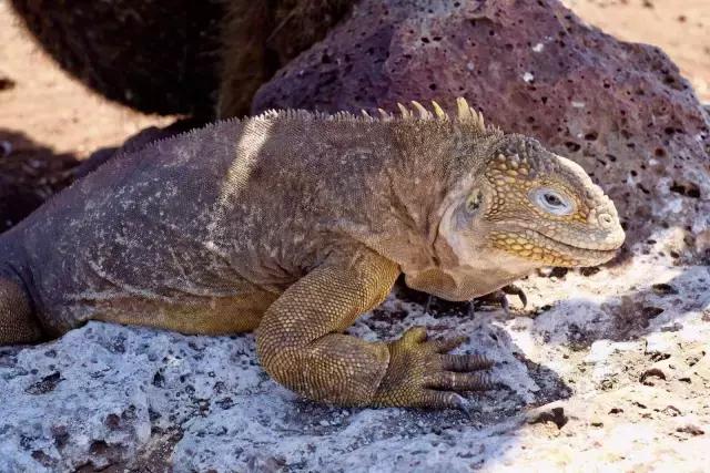 这才是旅行的样子，从亚洲至南美洲，他比我们多了点勇气和决心