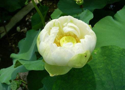 适合懒人养的花卉只要浇水就能活,可以在水里养的花卉