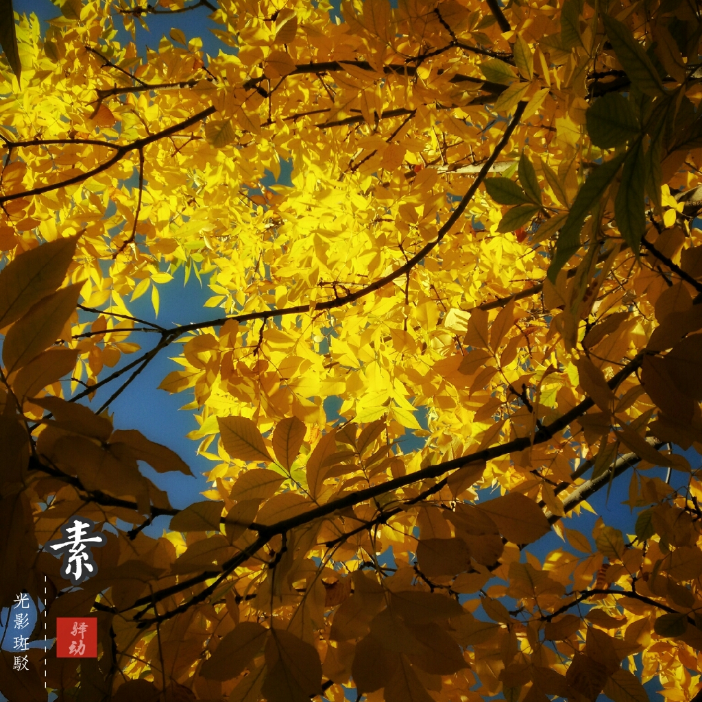 黄油相机来点灵感功能,黄油相机效果