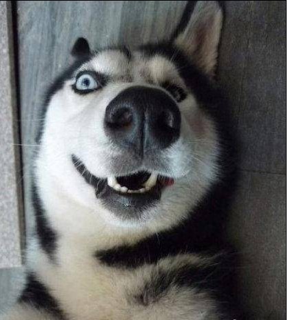 世界最聪明的狗狗排名,世界猛犬排名前十的狗狗品种