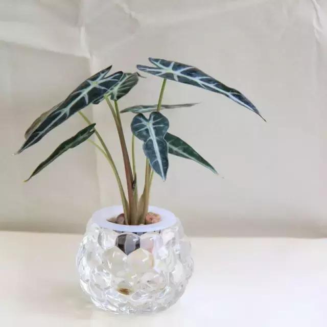 室内用水养的花,一帆风顺花可以直接用水养