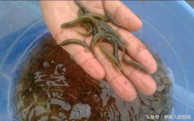 养泥鳅的规模多大国家有补贴,泥鳅养殖几年出栏最好