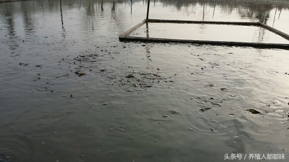 养泥鳅的规模多大国家有补贴,泥鳅养殖几年出栏最好