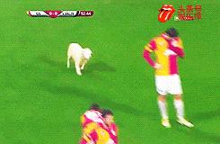 欧洲足球赛球员发挥欠佳，两只拉布拉多看不下去了，闯入球场