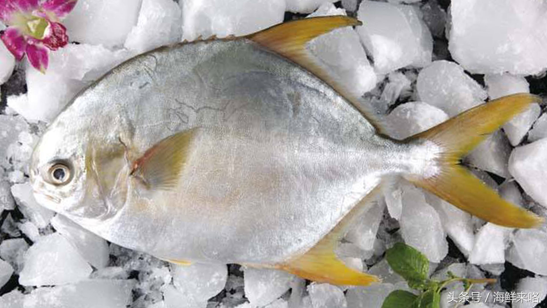 哪种海鱼吃着最简单,哪种海鱼喜欢吃肉