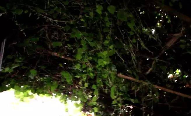 这份为了杭州的“垂直绿化”倡议书，请您查收！