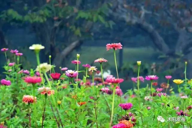 沭阳是一个怎么样的城市,沭阳究竟是什么样一个城市