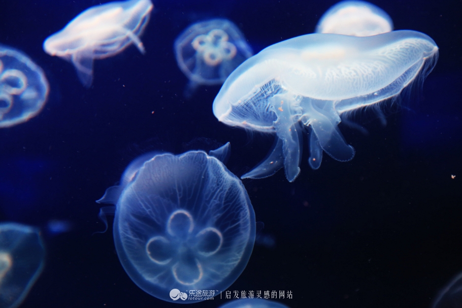 海底两万里海底旅游图,美丽的海底世界珠海长隆海洋王国