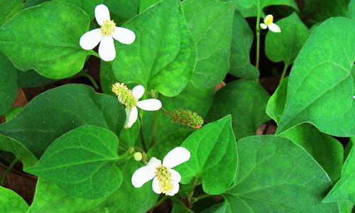 别错过五种常见野菜好吃又营养,春天有什么野菜有药用价值