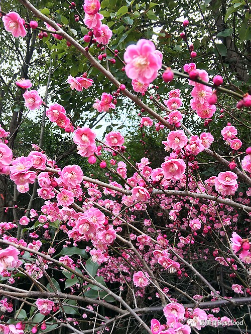 江浙沪周末亲子度假游的最佳选择,上海东方绿舟独有的美食