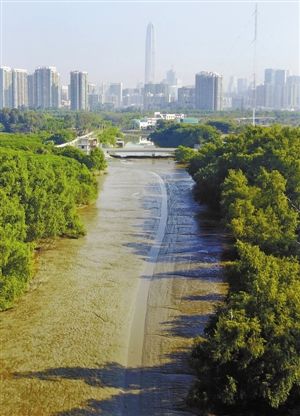 深圳国际湿地城市,深圳城市湿地