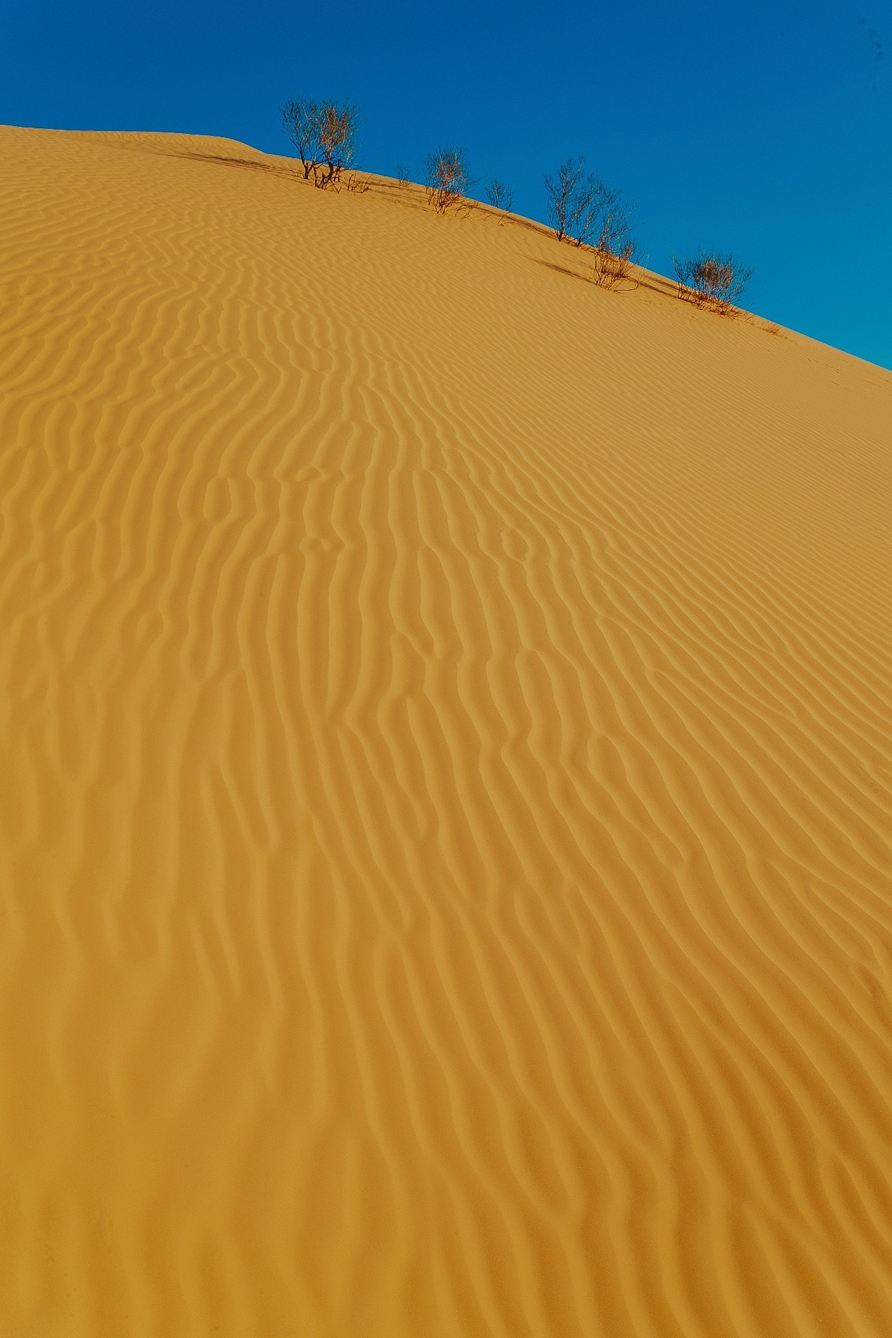 突尼斯免签国家名单,突尼斯又免签了吗