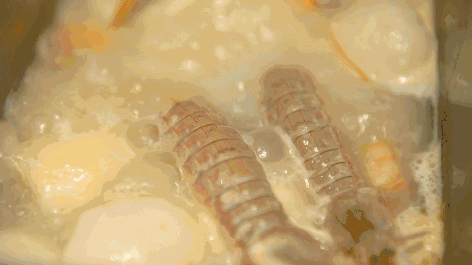 网红豪华坐骑皮皮虾，失踪后再现魔都竟然是在这里，带走它唯一的方法就是……