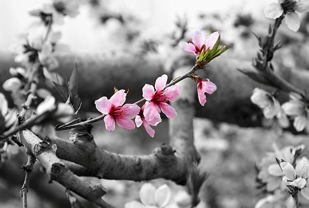 一口鲜澈的桃花醉，仿佛春色就在唇边