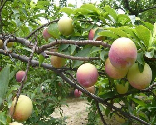 孕妇禁吃十大水果一定要知道的,孕妈注意怀孕期间水果也不能乱吃