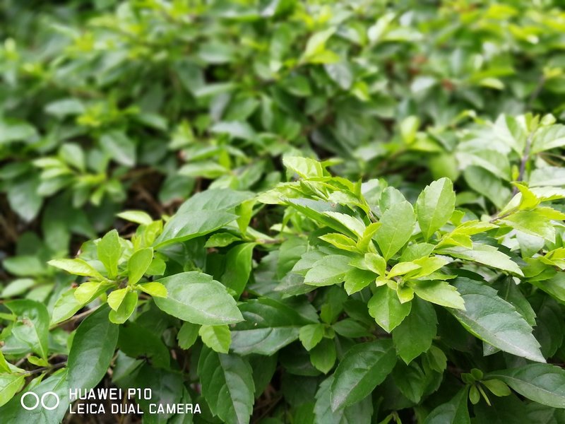 华为p10评测拆解,华为p10全面曝光