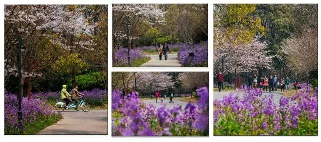 2018上海三八节景点有哪些,上海三八妇女节哪个公园免门票