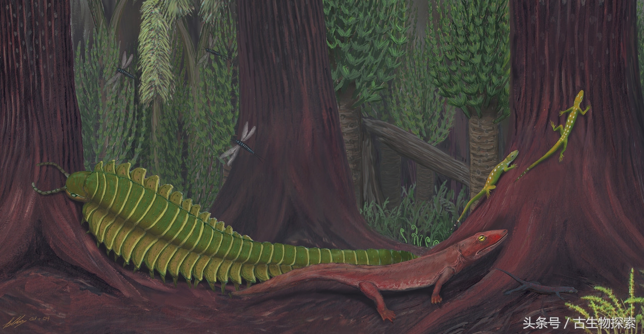 史前蜈蚣的图片加介绍,史前蜈蚣体长可达3米