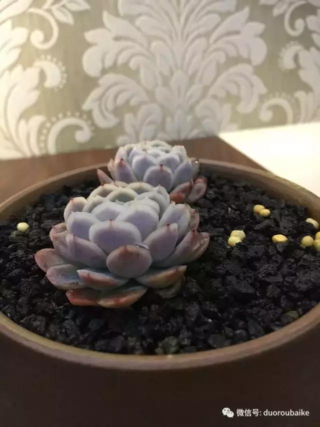 吾家有女初长成全文小说,吾家有女初长成小说精彩阅读