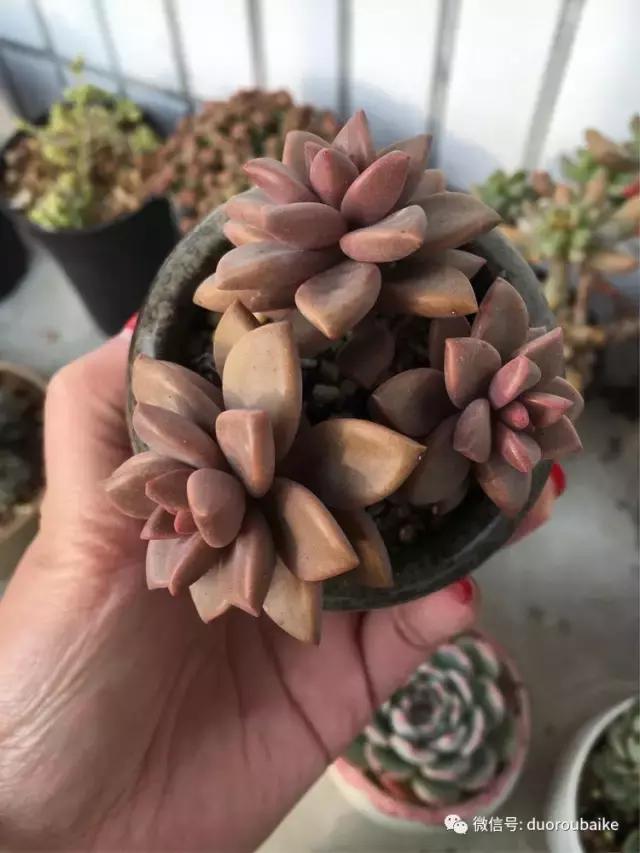 吾家有女初长成全文小说,吾家有女初长成小说精彩阅读