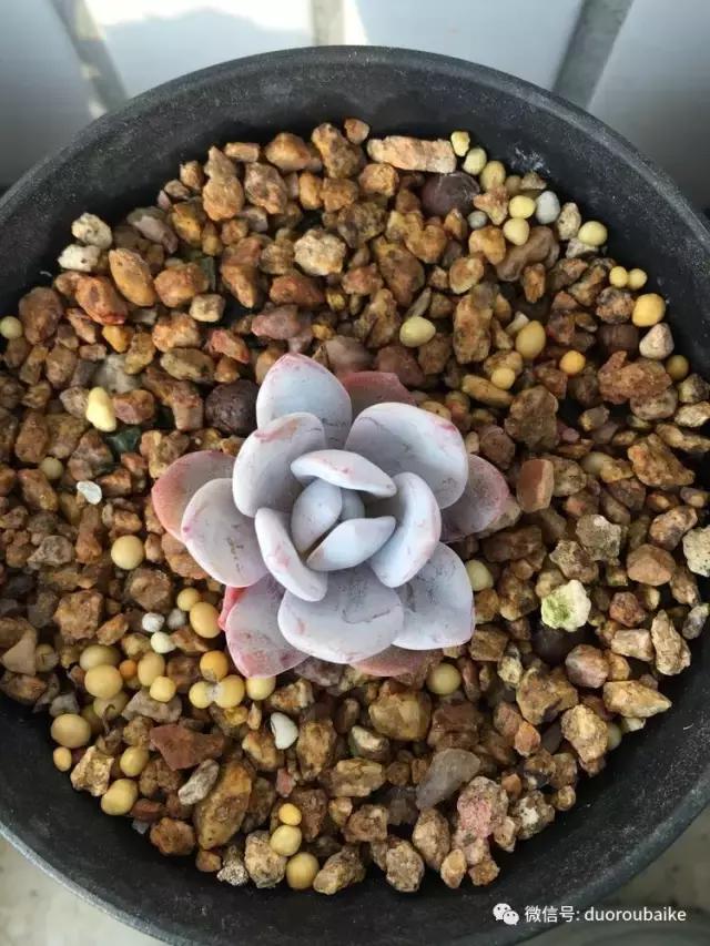 吾家有女初长成全文小说,吾家有女初长成小说精彩阅读