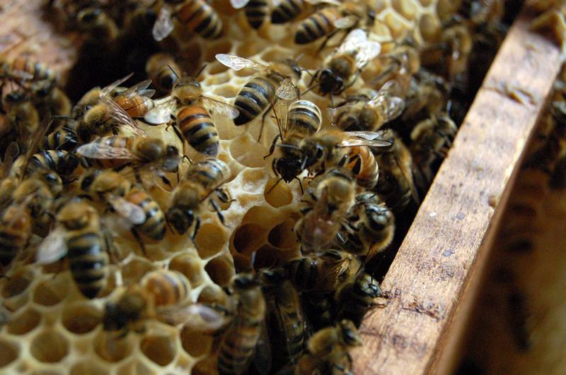 中药里的蜂房有啥药效,马蜂蜂房中药