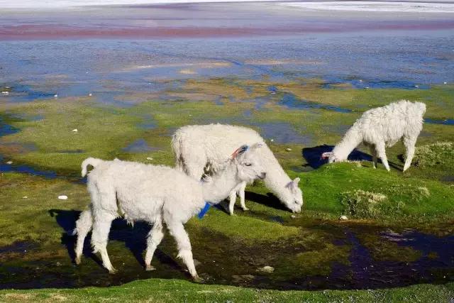 这才是旅行的样子，从亚洲至南美洲，他比我们多了点勇气和决心