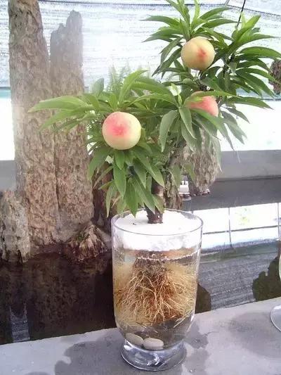 室内用水养的花,一帆风顺花可以直接用水养