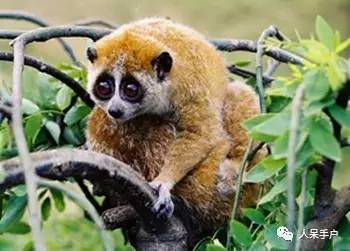 熊猫还是中国一级保护动物吗,秦金丝猴是国家一级保护动物