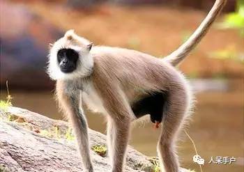 熊猫还是中国一级保护动物吗,秦金丝猴是国家一级保护动物