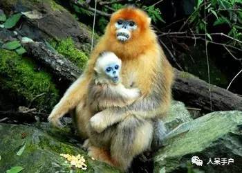 熊猫还是中国一级保护动物吗,秦金丝猴是国家一级保护动物