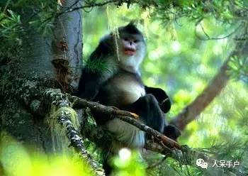 熊猫还是中国一级保护动物吗,秦金丝猴是国家一级保护动物