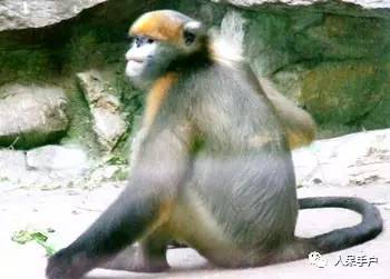 熊猫还是中国一级保护动物吗,秦金丝猴是国家一级保护动物