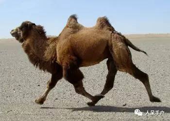 熊猫还是中国一级保护动物吗,秦金丝猴是国家一级保护动物