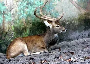 熊猫还是中国一级保护动物吗,秦金丝猴是国家一级保护动物