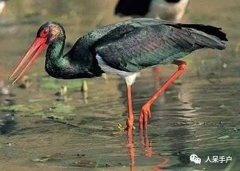 熊猫还是中国一级保护动物吗,秦金丝猴是国家一级保护动物