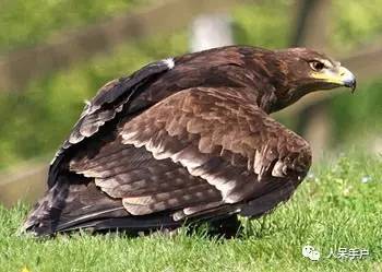 熊猫还是中国一级保护动物吗,秦金丝猴是国家一级保护动物