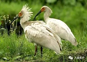 熊猫还是中国一级保护动物吗,秦金丝猴是国家一级保护动物