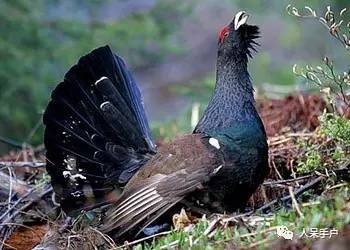 熊猫还是中国一级保护动物吗,秦金丝猴是国家一级保护动物