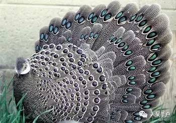 熊猫还是中国一级保护动物吗,秦金丝猴是国家一级保护动物