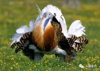 熊猫还是中国一级保护动物吗,秦金丝猴是国家一级保护动物