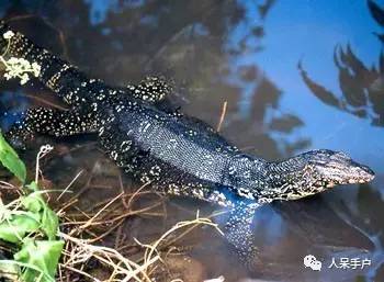 熊猫还是中国一级保护动物吗,秦金丝猴是国家一级保护动物